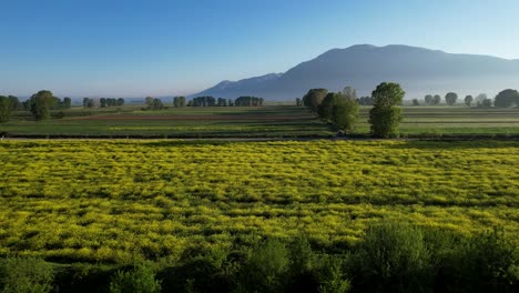hermosas parcelas de cultivos coloridos que crean un fondo impresionante en los campos de la mañana de primavera en korca, albania