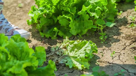 Outer-layer-of-lettuce-leaves-and-roots-falling-on-the-ground-after-being-cut-by-the-gardener