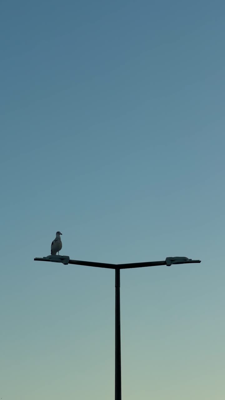 Seagull resting on a lamp post against a backdrop of blue sky. Vertical shot with copy space