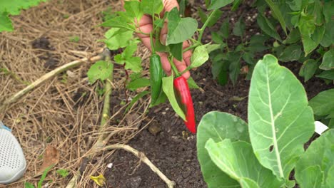 Nice-shot-of-chili-red-hot-peppers-fruit-vegetable-spicy-variety-in-botanical-garden