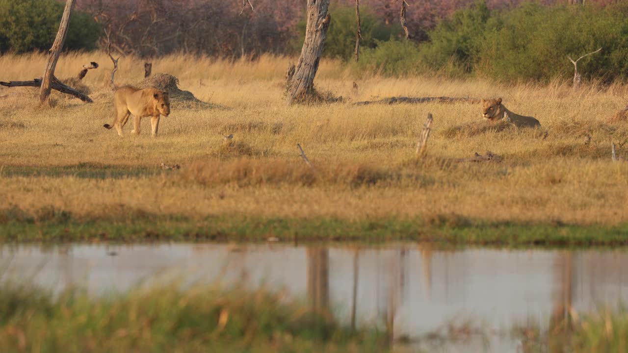un león caminando y dejándose caer junto a su hermano oculto mientras otro mira, en khwai, botswana