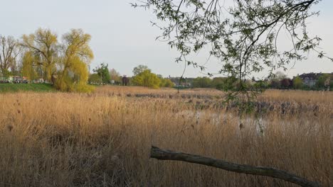 the camera pans across an overgrown urban wetland in szczecin, showing dry reeds, a broken tree branch, and signs of nature reclaiming the neglected space.