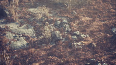 dry-grass-and-rocks-landscape