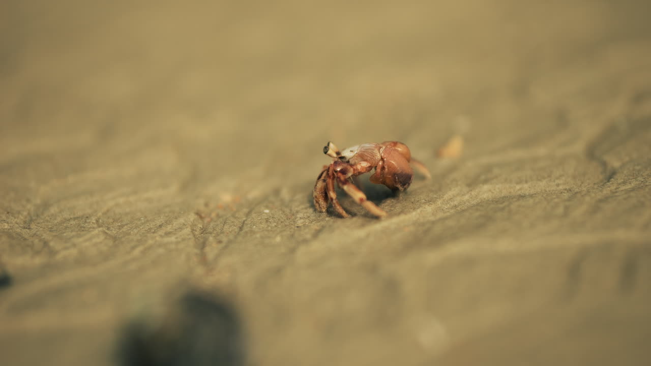 모래 해변 에 있는 작은 크래브