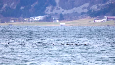 Ein-Schwarm-Enten-Genießt-Die-Wellen-Im-Leicht-Rauen-Meer-Auf-Lepsøyrevet,-Nördlich-Von-Ålesund