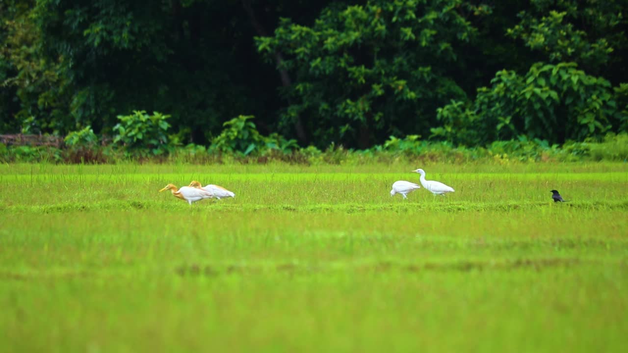 시골 땅의 초록 잔디 ⁇ 에서 가축 에그레트를 먹이를 구하는 것