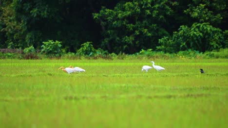 Foraging-Cattle-Egret-In-Green-grass-Field-At-The-Rural-Land