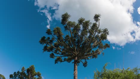 timelapse capturing a brazilian pine tree with the movement of clouds and blue sky