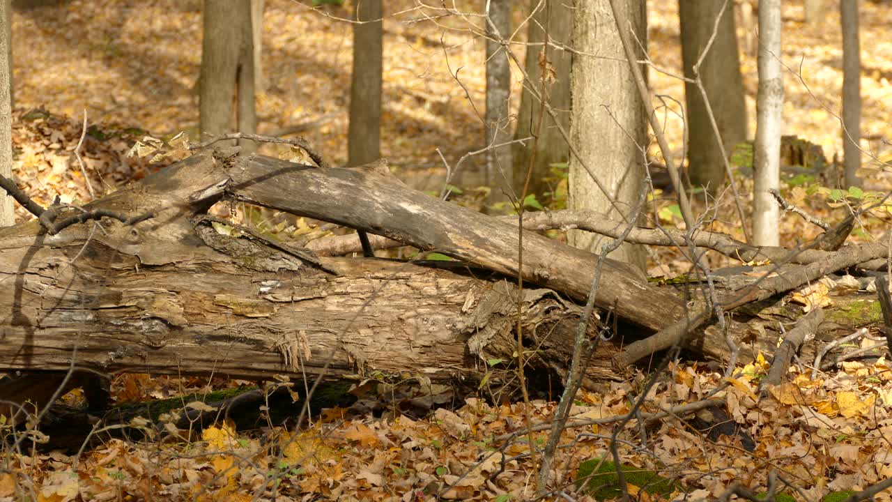Chipmunk running around on fallen tree foraging for food in autumn forest