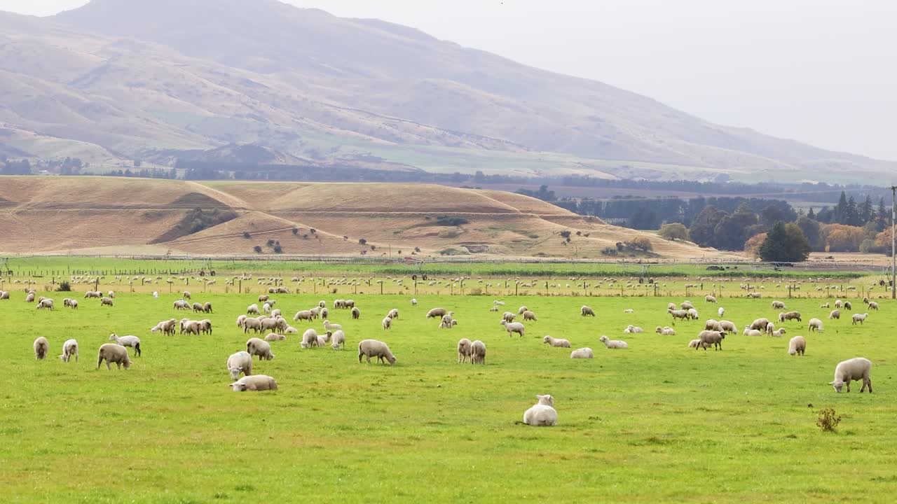 Devon Closewool sheep graze peacefully in a lush green field under soft, natural lighting in Wanaka, New Zealand