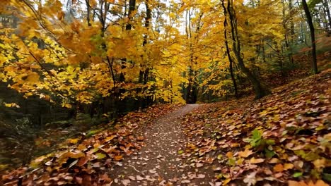 autumn forest path with colorful leaves