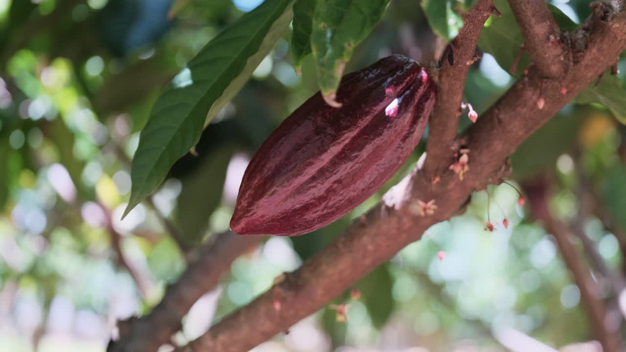 primer plano de la fruta madura del cacao que crece en el árbol de la plantación