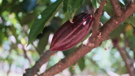 close up shot of ripe cacao fruit growing on plantation tree