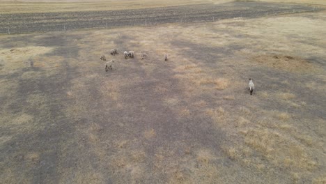 Sheep-grazing-on-a-dry,-patchy-field,-evoking-a-sense-of-rural-tranquility,-aerial-view