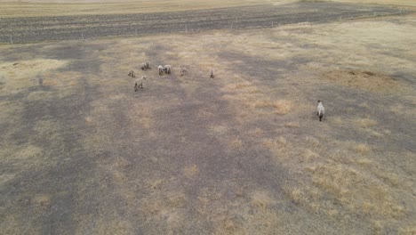 ovejas pastando en un campo seco y irregular, evocando una sensación de tranquilidad rural, vista aérea