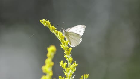 pieris brassicae, the large white butterfly, also called cabbage butterfly. large white is common throughout europe, north africa and asia often in agricultural areas, meadows and parkland.