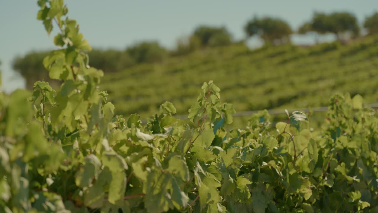 Scenic view of a vineyard with a slow camera movement transitioning from a wide shot to a close-up of lush green vine leaves. Natural sunlight enhances the vibrant colors of the foliage