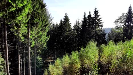 Ground-shot-through-woodland-to-aerial-over-trees-revealing-horizon