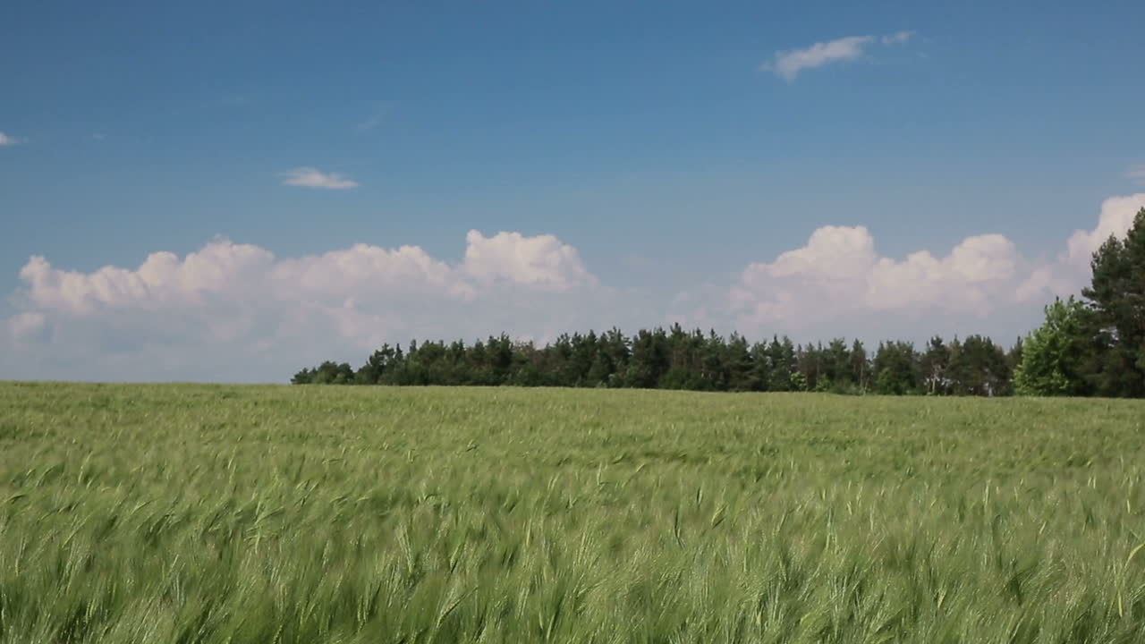 Wheat Field In Summer Time. Wheat field over blue sky in summertime
