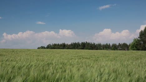 wheat field in summer time. wheat field over blue sky in summertime