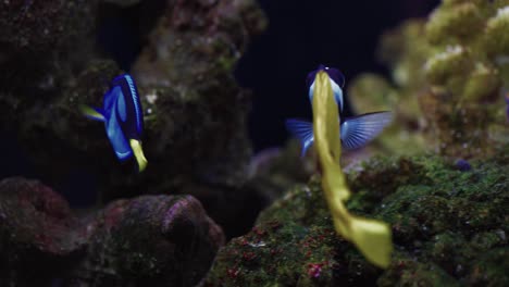 pez conejo de cara de zorro y pez tang azul en el acuario de agua salada