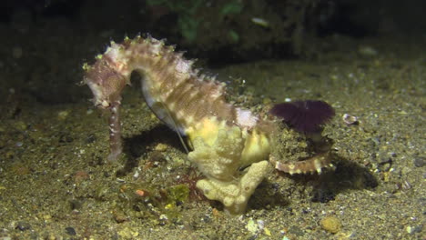 spiny seahorse clinged to soft coral next to a purple tube worm unfolding its tentacles, underwater night shot on sandy bottom