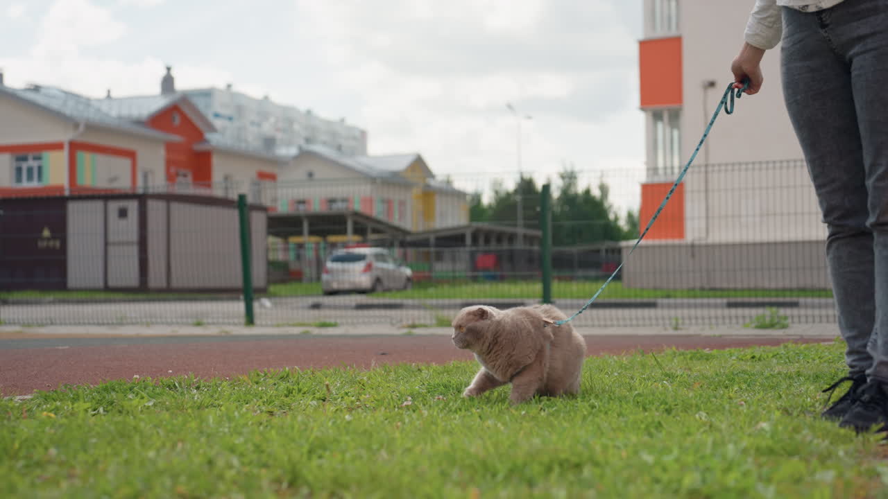 Cat Examines Suburban Area With Alert Curiosity, Feline Observes And Sniffs Quiet Suburban Environment Carefully, Cat Pauses On Yard To Cautiously Investigate Nearby Houses And Passing Vehicles