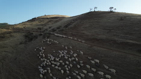 circular aerial shot of sheep climbing a hill to follow their flock on a shady hill on a sunny day