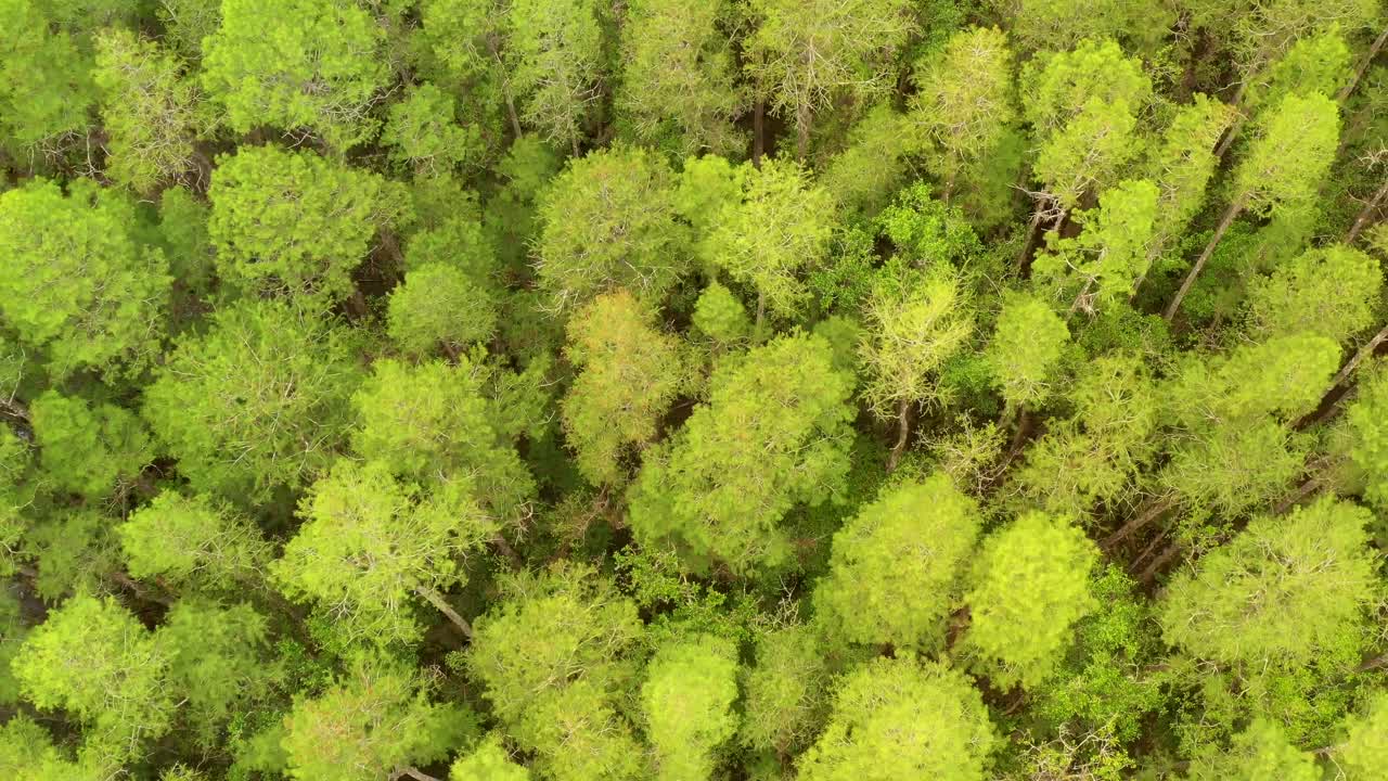 Aerial overhead view of the top of green pines in a forest of Land O'Lakes in Florida