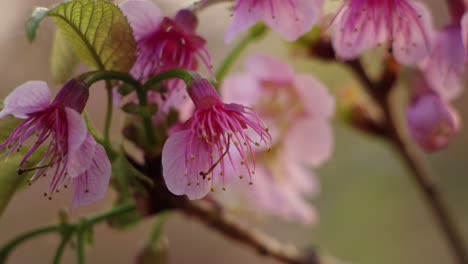 close-up of pink cherry blossoms