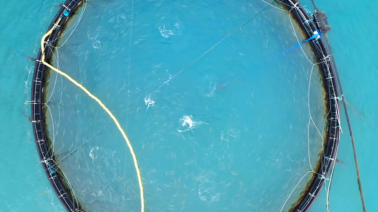 노르웨이에서 연어  ⁇ 시를 하는 공중 촬영