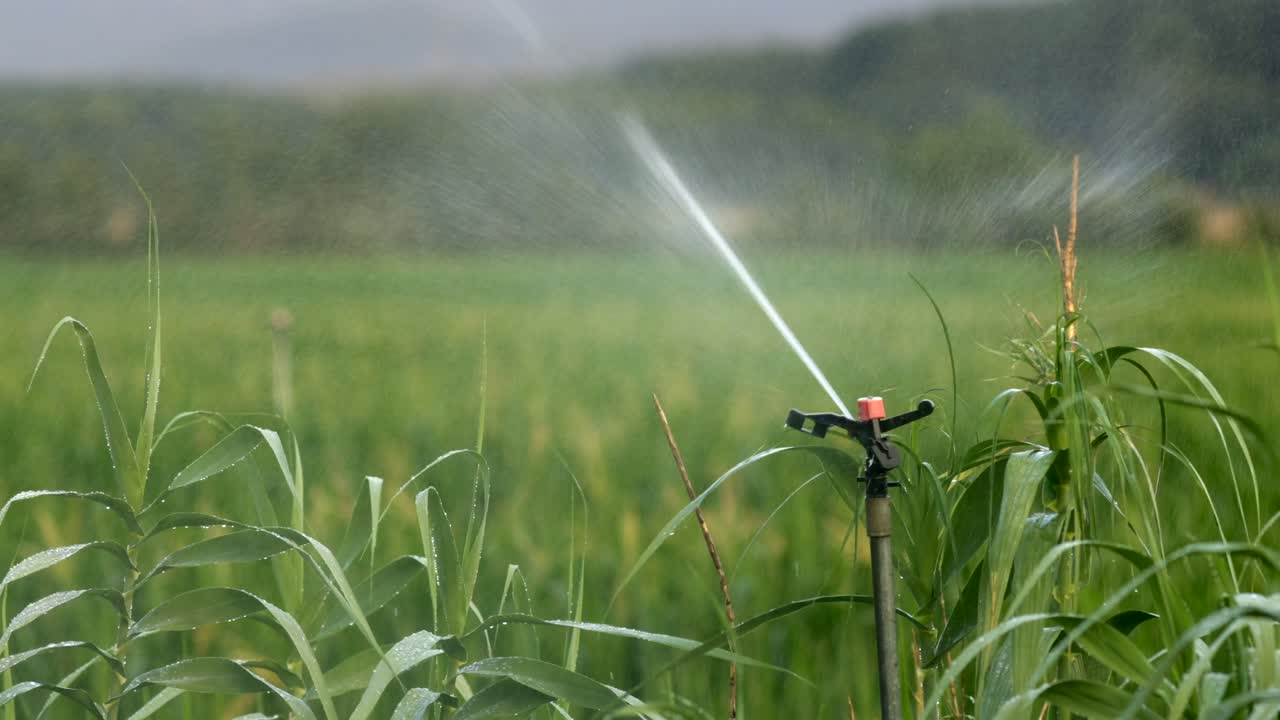 Irrigatori che annaffiano un campo all'alba