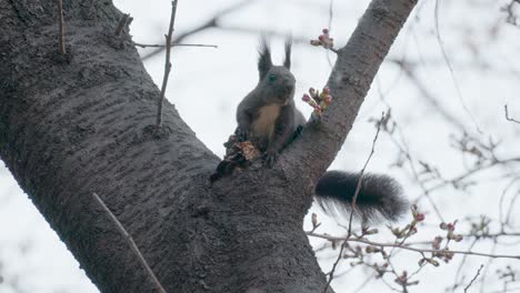 Ardilla-Comiendo-Champiñones-Sentado-En-El-Tronco-De-Un-árbol-En-Primavera