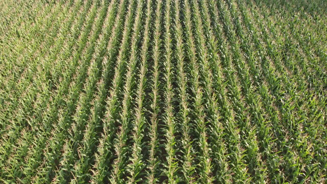Corn fields recorded with a drone on a sunny day