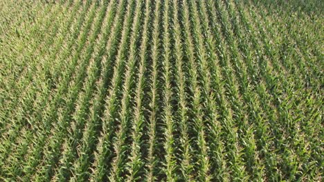 campos de maíz grabados con un dron en un día soleado