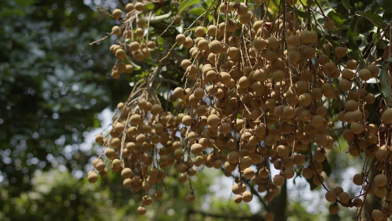 중국의 용안 과일 시즌, 나뭇가지에 있는 과일의 핸드헬드 보기