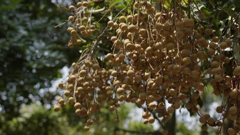 longan fruit season in china, handheld view of fruits in branches