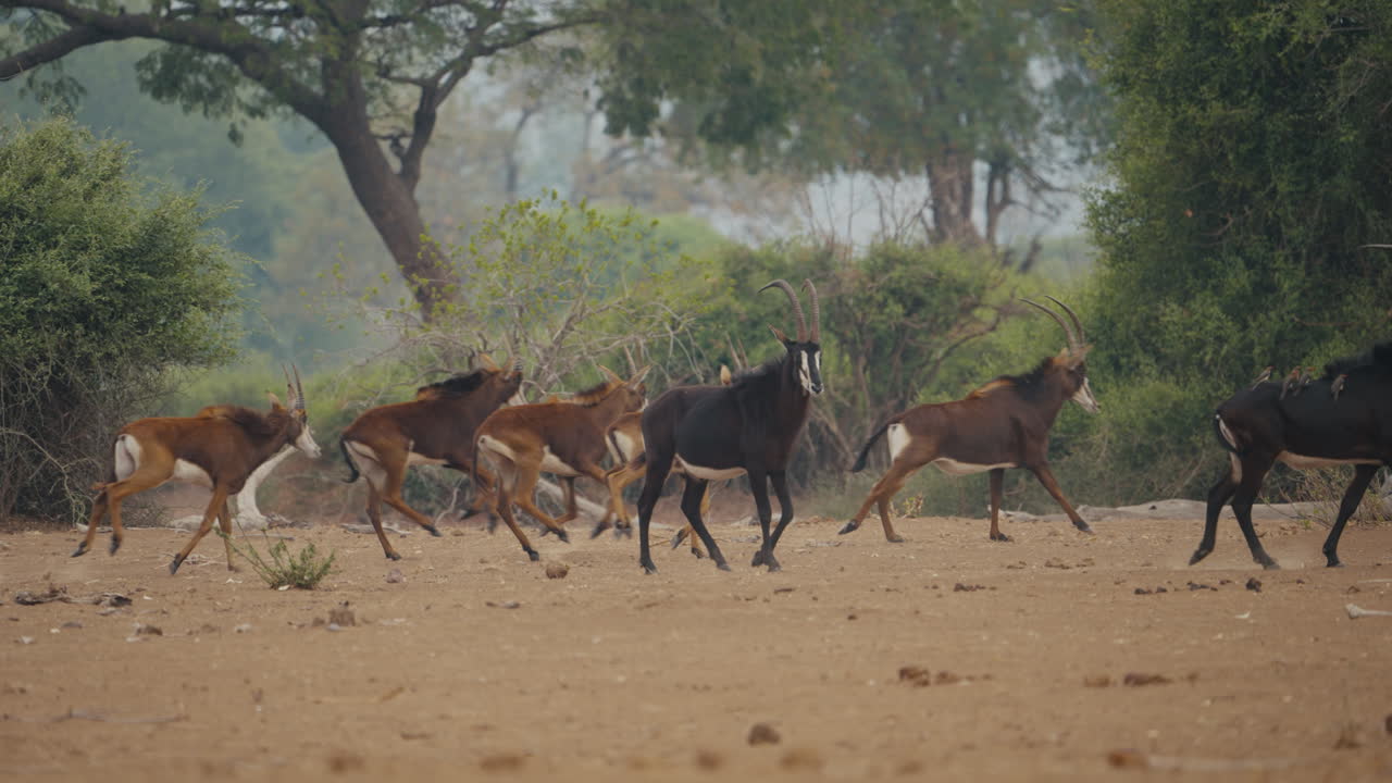 Group of female sable antelopes accompanied by two males in Gonarezhou National Park, Zimbabwe. Telephoto shot capturing natural behavior in the wild