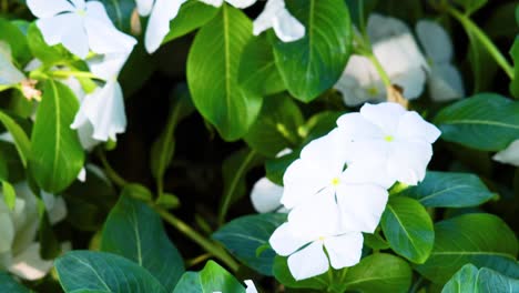 flores blancas en medio de hojas verdes exuberantes