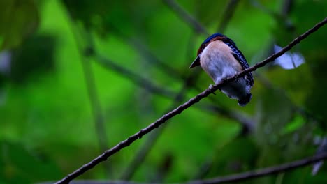 Blick-Auf-Seinen-Rechten-Flügel,-Während-Er-Von-Unten-Auf-Einem-Ast-Thront,-Gebänderter-Eisvogel-Lacedo-Pulchella,-Thailand