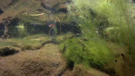 a frog, fish and tadpoles in a pond as aquatic plants release bubbles of gas