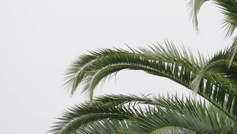 close up of palm fronds against a white sky background