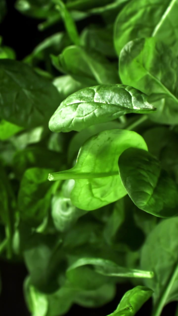 Primo piano di foglie fresche di spinaci verdi che vanno a fuoco