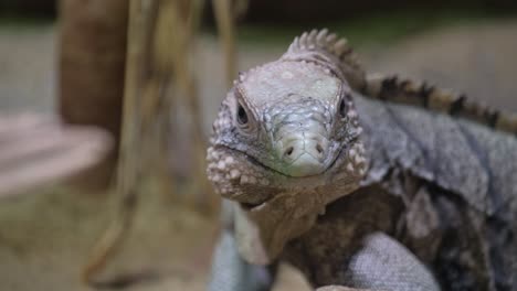 iguana close-up