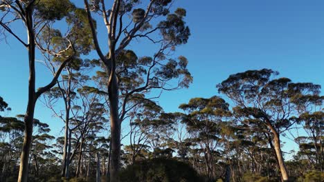 pov walk on path inside salmon gum tree forest against blue sky in western australia