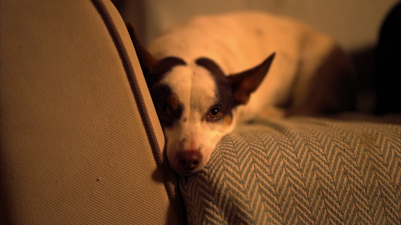 Cachorrinho remendado com orelhas grandes olhando por cima da borda do sofá, ambiente interno aconchegante