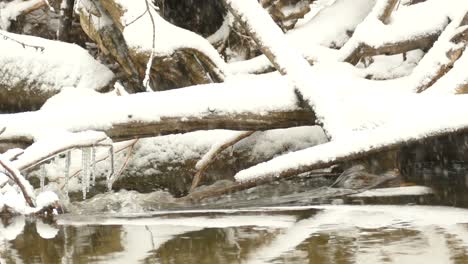 arroyo que fluye bajo los árboles caídos cubiertos de nieve durante el invierno en el sur de ontario, canadá