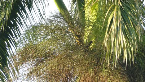 Large brown bird climbing down branch inside lush jungle