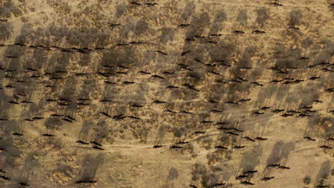 Large-Herd-Of-Cattle-Taking-Back-Home-By-A-Farmer-During-Sunset-In-Kayseri-Near-Cappadocia-In-Turkey