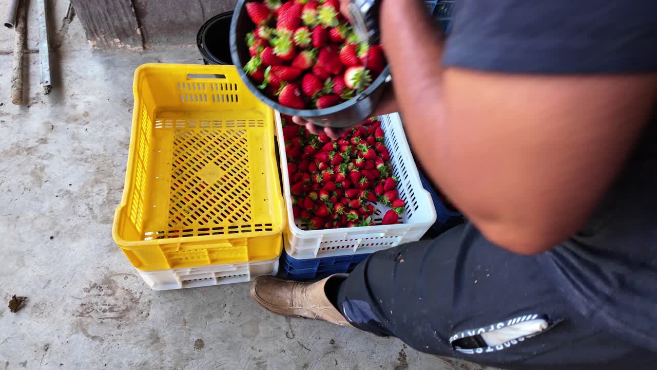 Action-oriented high-angle shot of ripe strawberries being transferred from buckets to colorful plastic crates at a farm distribution center